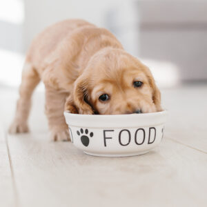 How to Slow Down a Fast Eating Dog