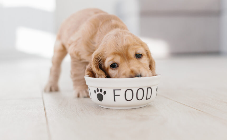 How to Slow Down a Fast Eating Dog