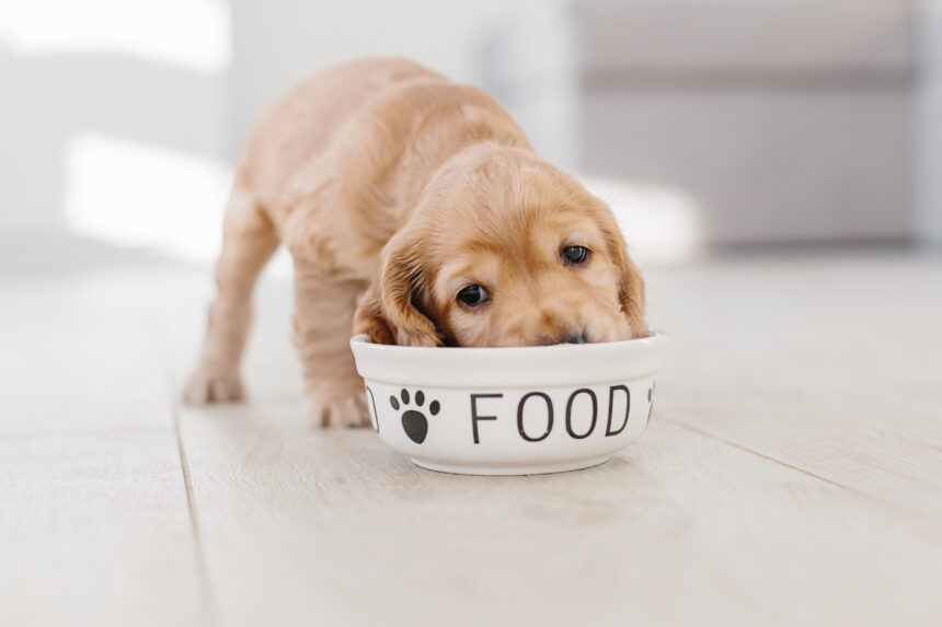 How to Slow Down a Fast Eating Dog