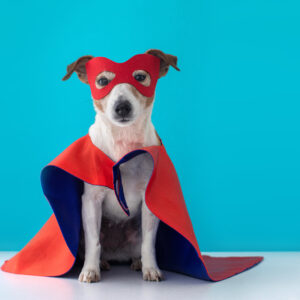 Keeping Your Dog Safe this Halloween: Essential Tips