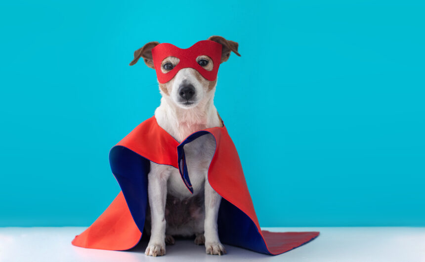 Keeping Your Dog Safe this Halloween: Essential Tips