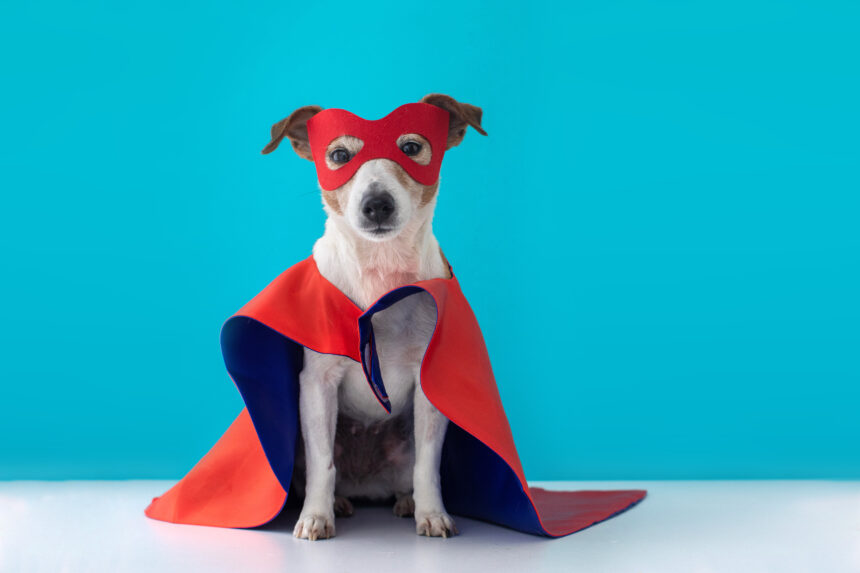 Keeping Your Dog Safe this Halloween: Essential Tips