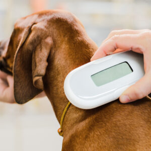 Microchipping Your Dog