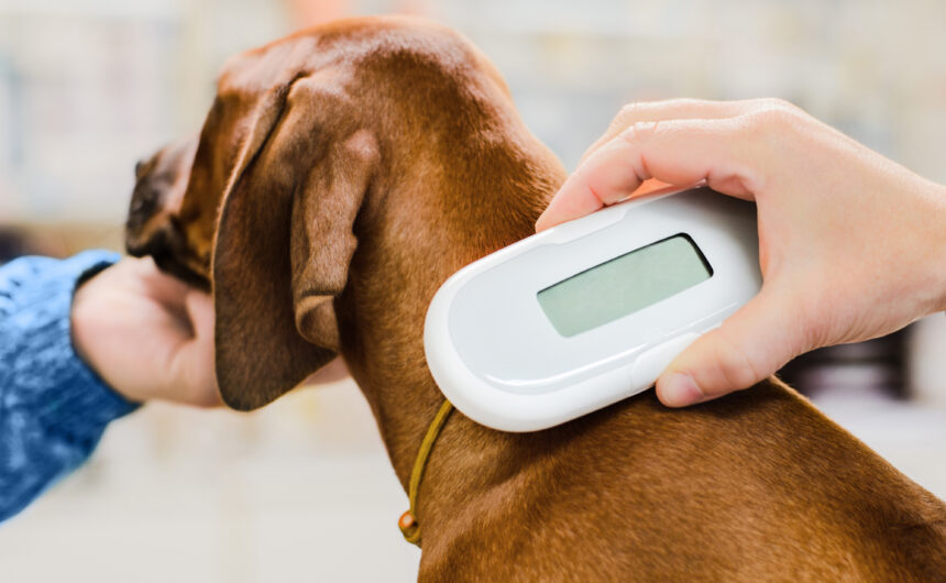 Microchipping Your Dog