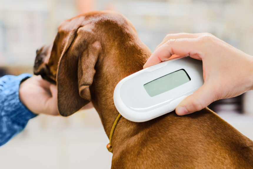 Microchipping Your Dog