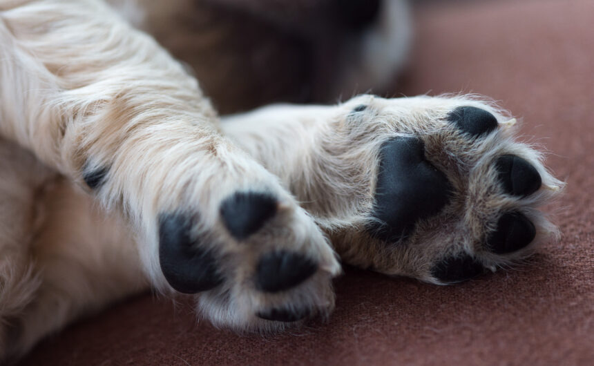 How to Get the Perfect Paws