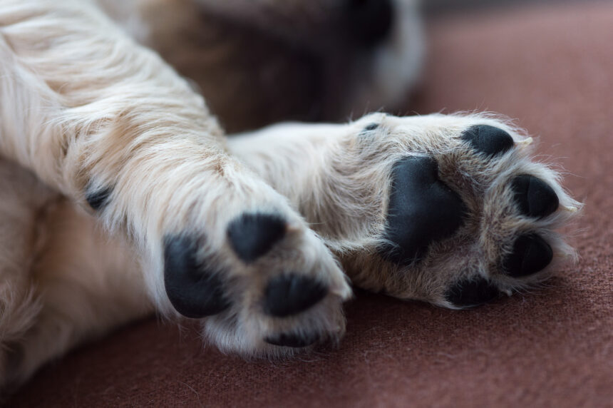 How to Get the Perfect Paws